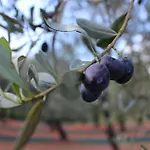 בית נופש Farm Herbarium סנטו סטפאנו די מאגרה