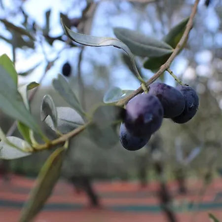 Holiday home Farm Herbarium Santo Stefano di Magra