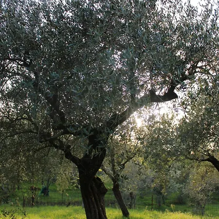 Farm Herbarium בית נופש סנטו סטפאנו די מאגרה
